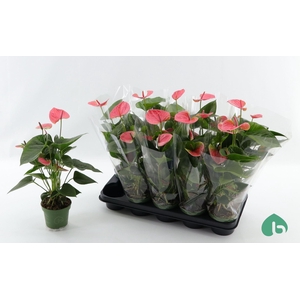 Anthurium Andr. Sweet Dream