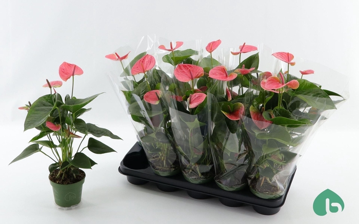 <h4>Anthurium Andr. Sweet Dream</h4>