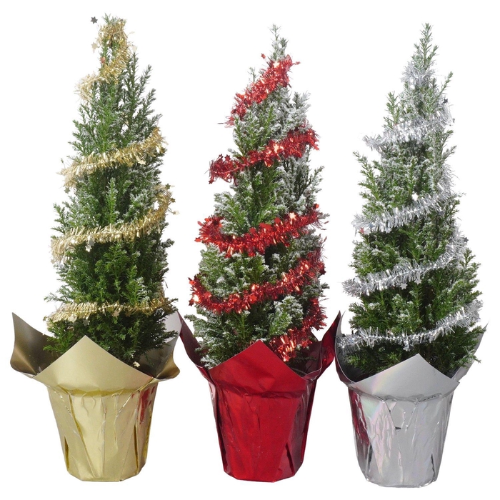 <h4>PTK25146 Ellwoodii met sneeuw in glimmende potcover mix met deco</h4>