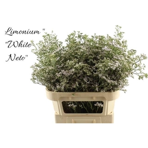 LIM WHITE NETO