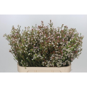 Chamelaucium Blondie