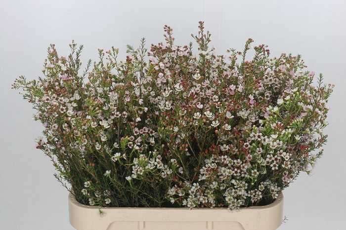 Chamelaucium Blondie