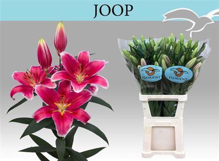 <h4>Li Or Joop 5+</h4>