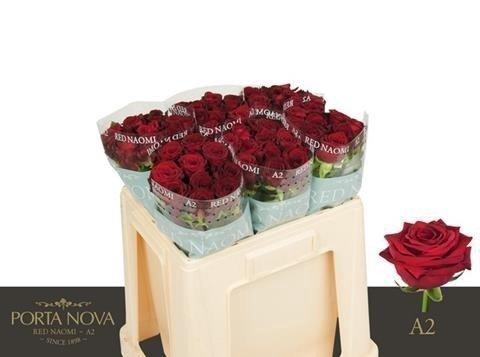 <h4>Rosa large red naomi! Porta Nova</h4>