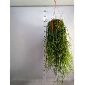 Rhipsalis   ...