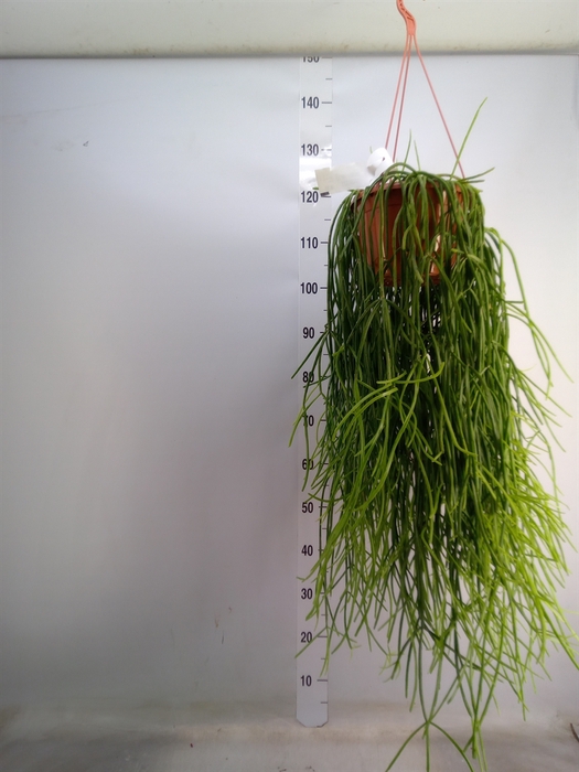 <h4>Rhipsalis   ...</h4>