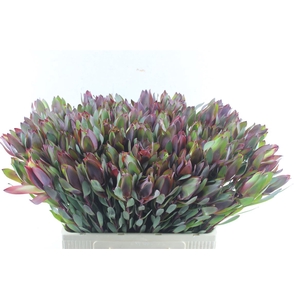 Leucad Senorita