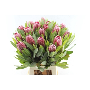 Protea Lancelot
