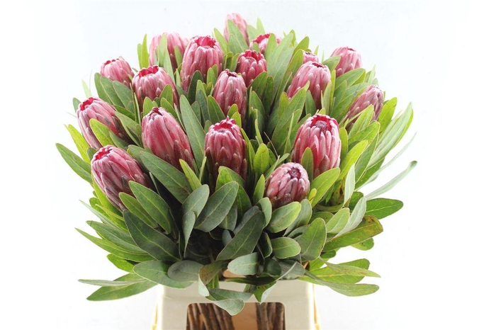 <h4>Protea Lancelot</h4>