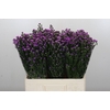 Aster Baby Pink