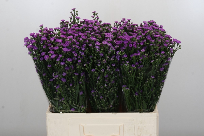 <h4>Aster Baby Pink</h4>