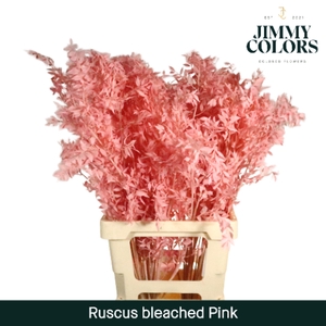 Gebleekt Ruscus Italiaans L70 Klbh. Pink