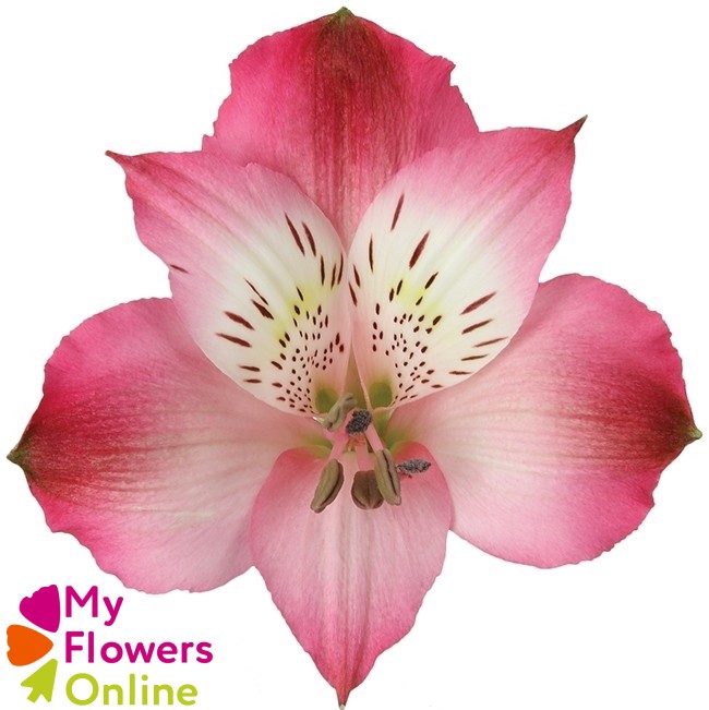 <h4>Alstr Perfection Hot Pink 80cm CO</h4>