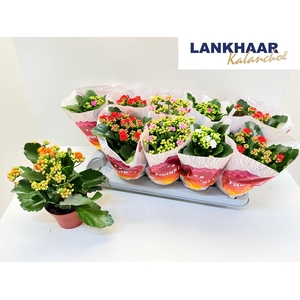 KAL GE PERF GEM 5 KL