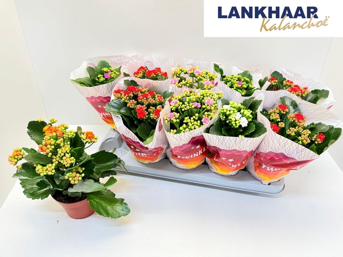 <h4>KAL GE PERF GEM 5 KL</h4>