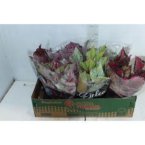 BEGONIA BELEAF P15 PO