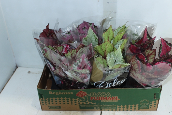 <h4>BEGONIA BELEAF P15 PO</h4>
