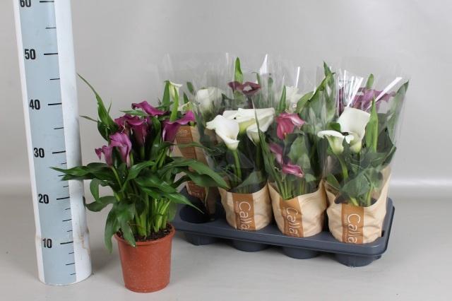 <h4>ZANT GEM 4 KL</h4>