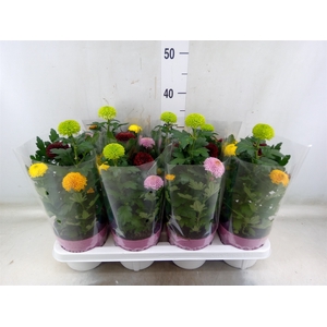 Chrysanthemum  'FlowPop'   ...mix