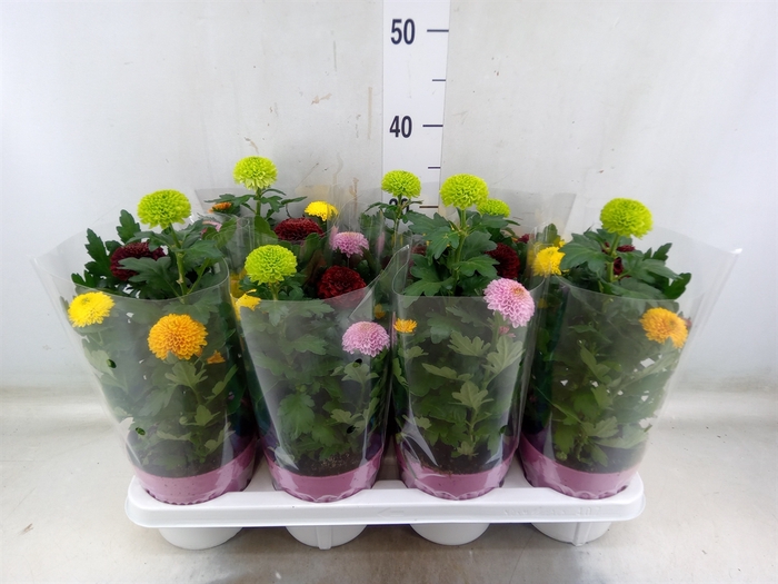 <h4>Chrysanthemum  'FlowPop'   ...mix</h4>