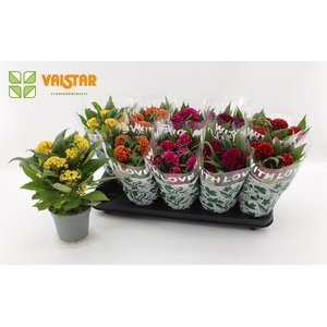 Celosia Cristata twisted 12cm, With Love by Valstar hoes Mix