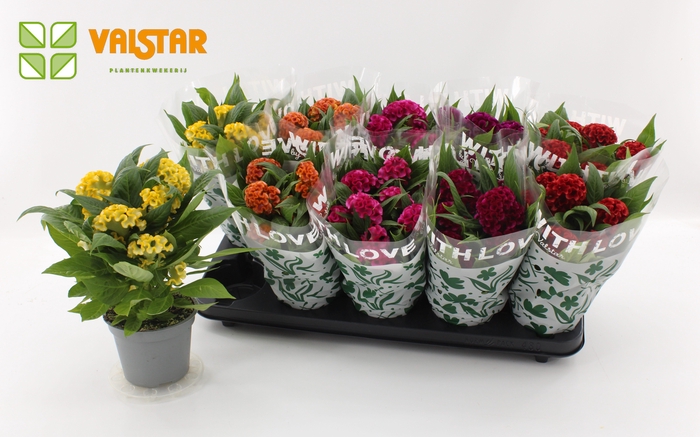 <h4>Celosia Cristata twisted 12cm, With Love by Valstar hoes Mix</h4>