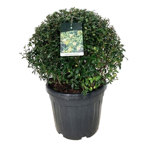 Ligustrum vulg. 'Atrovirens'