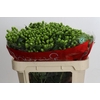 Hypericum Jungle Romance Spray