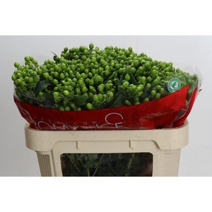 Hypericum Jungle Romance Spray