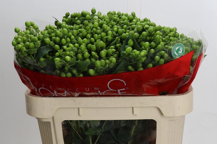 <h4>Hypericum Jungle Romance Spray</h4>