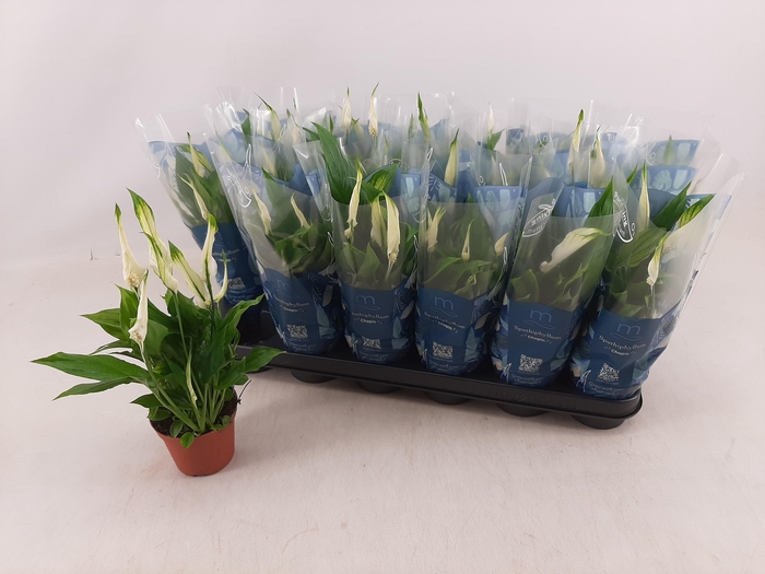 <h4>SPATH CHOPIN</h4>