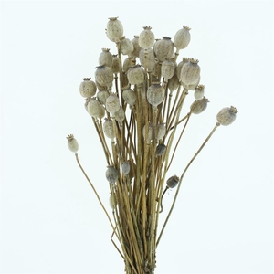 Dried Papaver Naturel ( Ca 50 Stems P Bs)