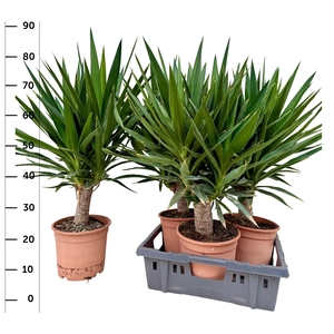 YUC ELEPHANTIPES