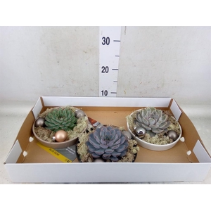 Arr.  Succulents L%