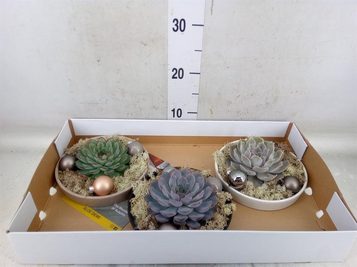 <h4>Arr.  Succulents L%</h4>