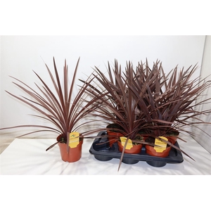 Cord Aus Red Star