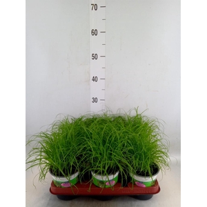 Cyperus alternifolius 'Zumula'