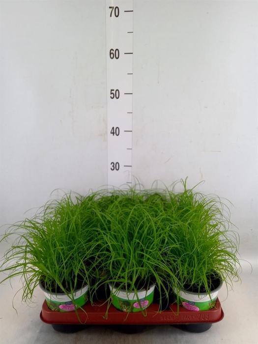 <h4>Cyperus alternifolius 'Zumula'</h4>