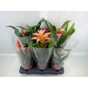 Bromelia   ...mix