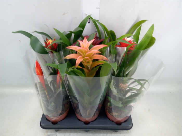 <h4>Bromelia   ...mix</h4>