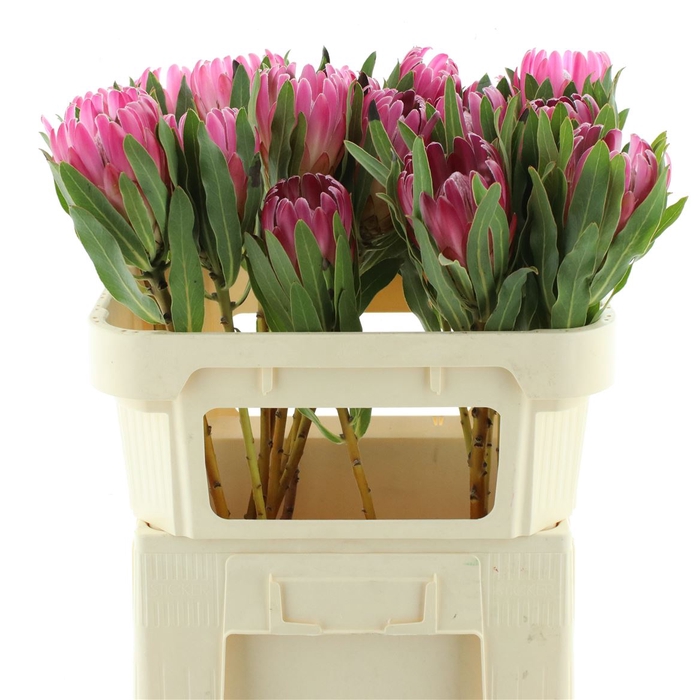 <h4>Protea Brenda</h4>