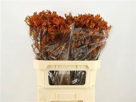 <h4>Anigoz Orange</h4>