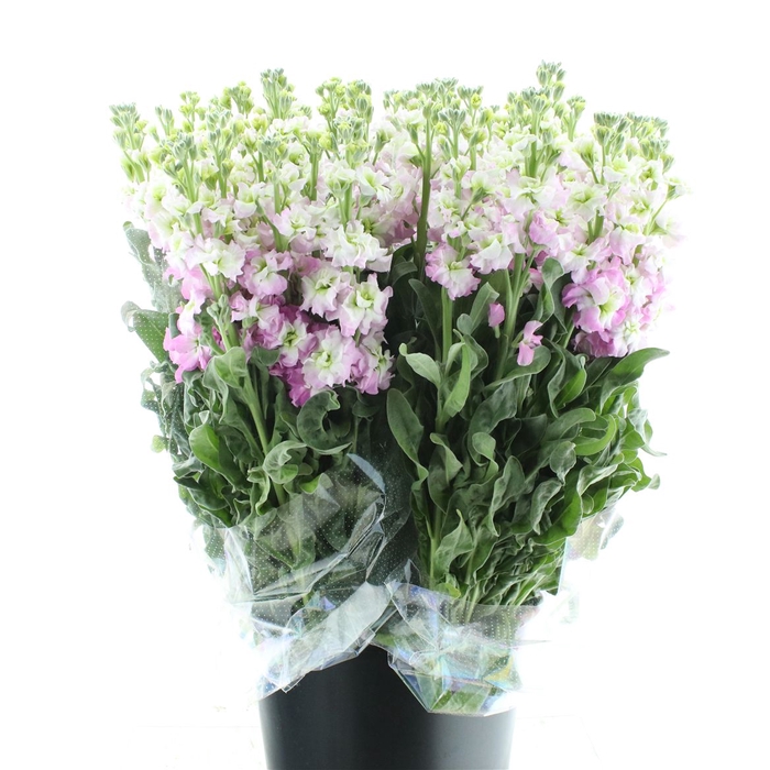 <h4>Matth Incana Iron White / Pink</h4>