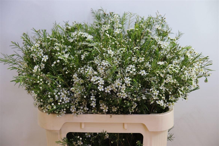 <h4>CHAME UN OFIR</h4>