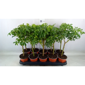 Schefflera arbor. 'Luseana'