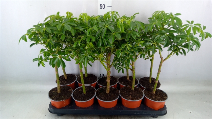 <h4>Schefflera arbor. 'Luseana'</h4>