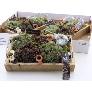 ARR SEMPERVIVUM