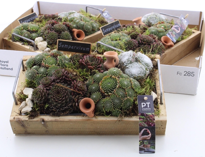 <h4>ARR SEMPERVIVUM</h4>