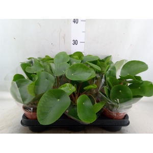 Pilea peperomoides