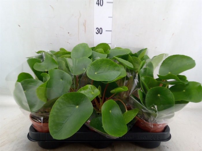 <h4>Pilea peperomoides</h4>
